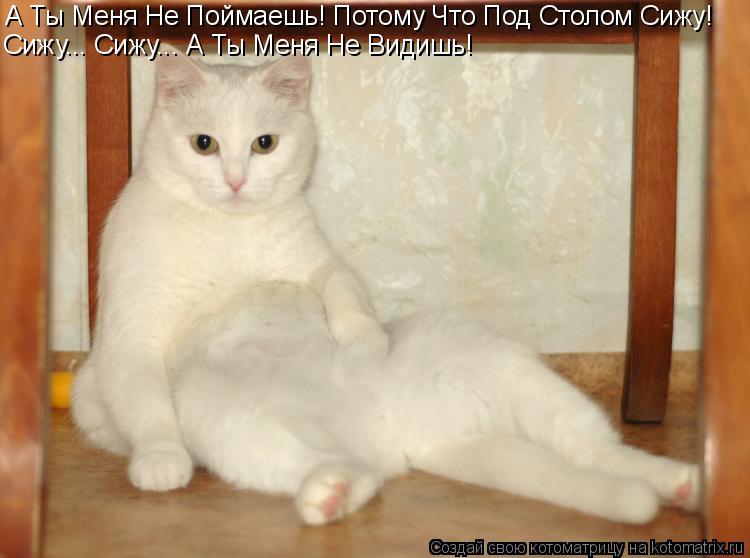 Котоматрица: А Ты Меня Не Поймаешь! Потому Что Под Столом Сижу! Сижу... Сижу... А Ты Меня Не Видишь!