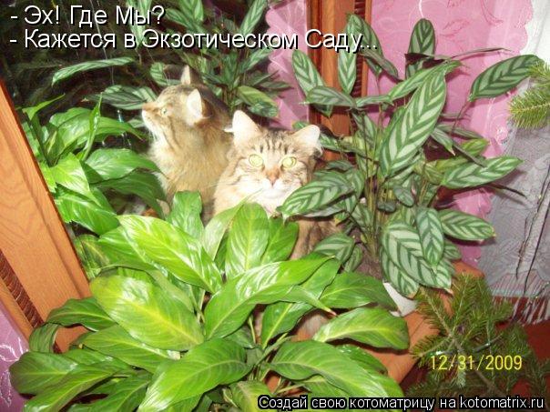 Котоматрица: - Эх! Где Мы? - Кажется в Экзотическом Саду...