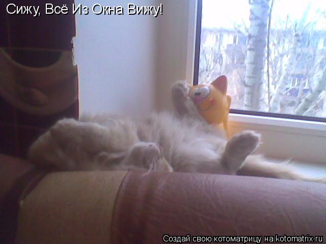 Котоматрица: Сижу, Всё Из Окна Вижу!