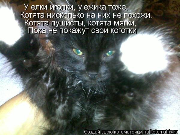 Котоматрица: У елки иголки, у ежика тоже, Котята нисколько на них не похожи. Котята пушисты, котята мягки, Пока не покажут свои коготки