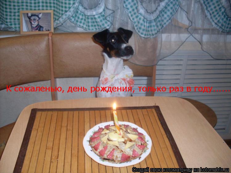 Котоматрица: К сожаленью, день рождения, только раз в году......!!!!!!!