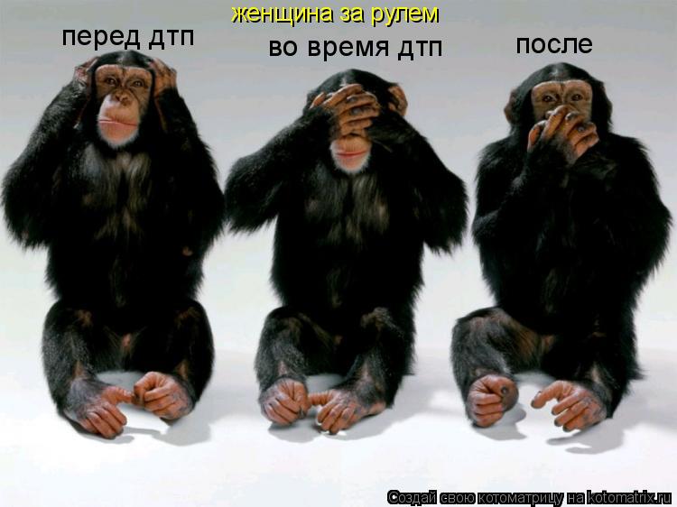 Котоматрица: женщина за рулем перед дтп во время дтп после