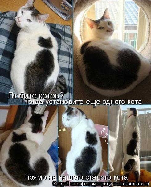 Котоматрица: Любите котов? Тогда установите еще одного кота  прямо на вашего старого кота