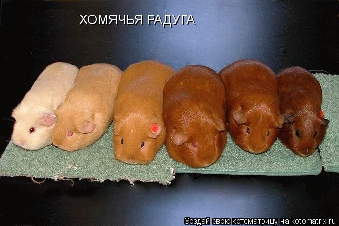 Котоматрица: ХОМЯЧЬЯ РАДУГА