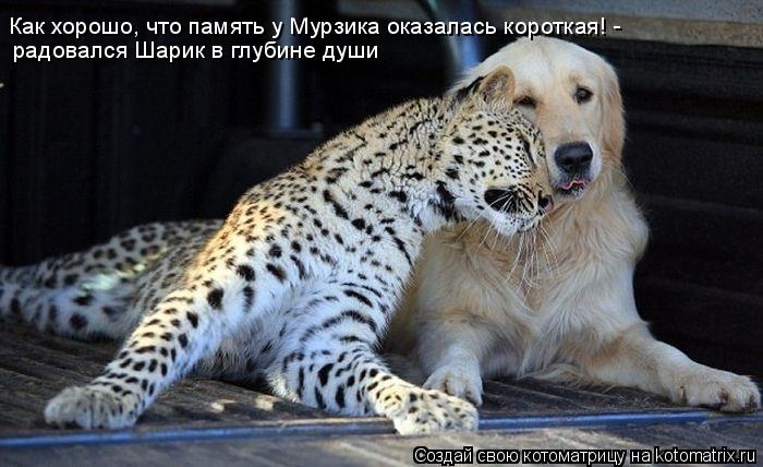 Котоматрица: радовался Шарик в глубине души Как хорошо, что память у Мурзика оказалась короткая! -