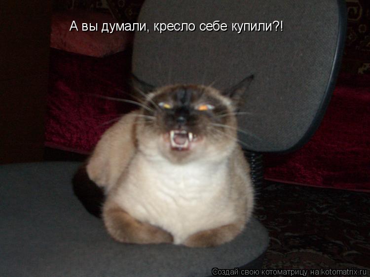 Котоматрица: А вы думали, кресло себе купили?!