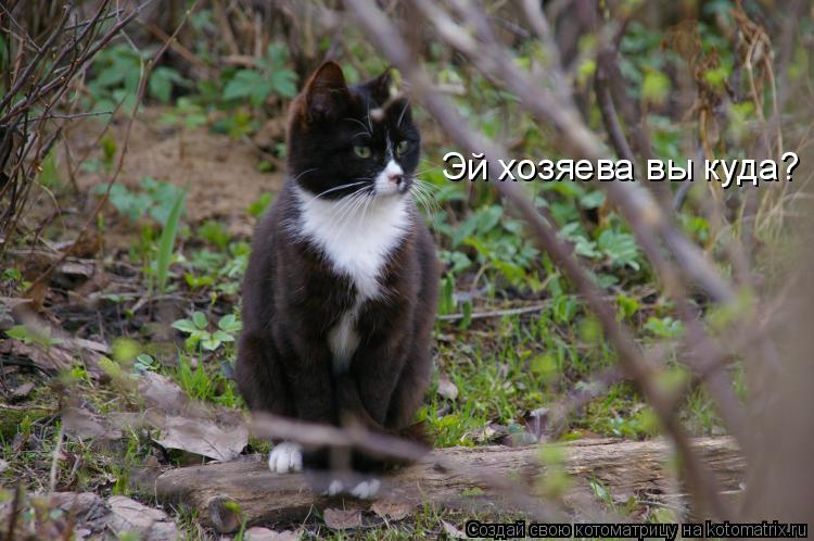 Котоматрица: Эй хозяева вы куда?