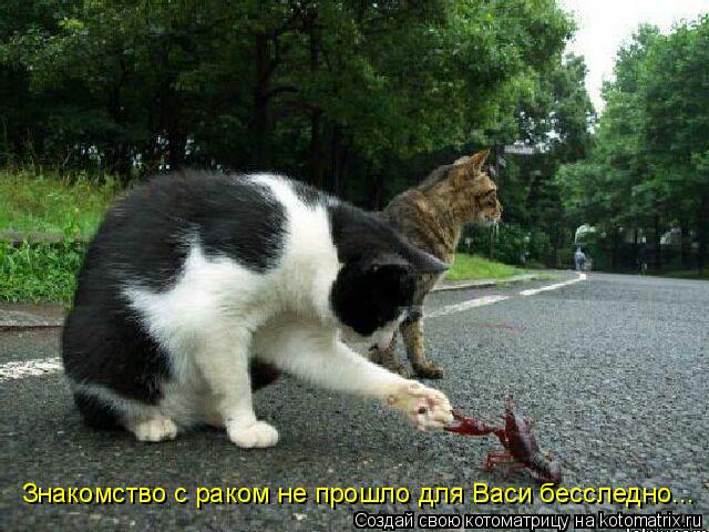 Котоматрица: Знакомство с раком не прошло для Васи бесследно...