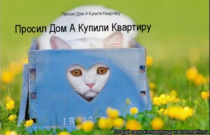 Котоматрица: Просил Дом А Купили Квартиру Просил Дом А Купили Квартиру