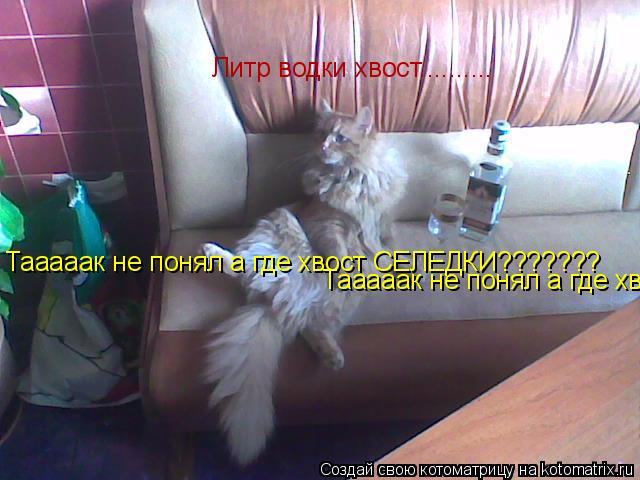 Котоматрица: Литр водки хвост.......... Тааааак не понял а где хвост СЕЛЕДКИ??????? Тааааак не понял а где хвост СЕЛЕДКИ???????
