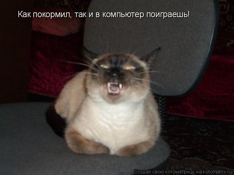 Котоматрица: Как покормил, так и в компьютер поиграешь!
