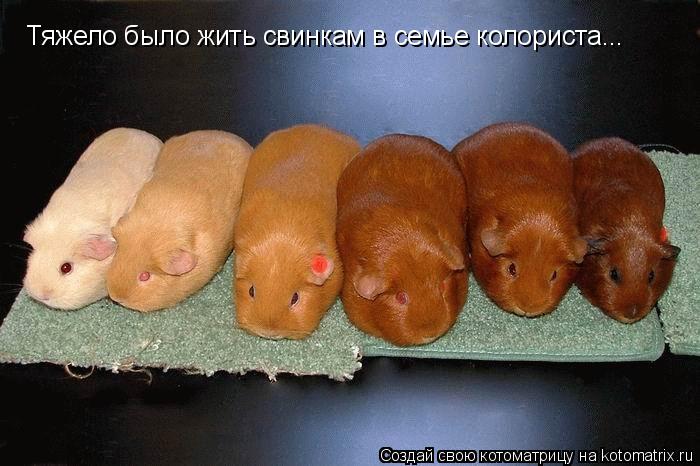 Котоматрица: Тяжело было жить свинкам в семье колориста...