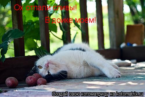 Котоматрица: Ох отпали сливы!  В доике моём!