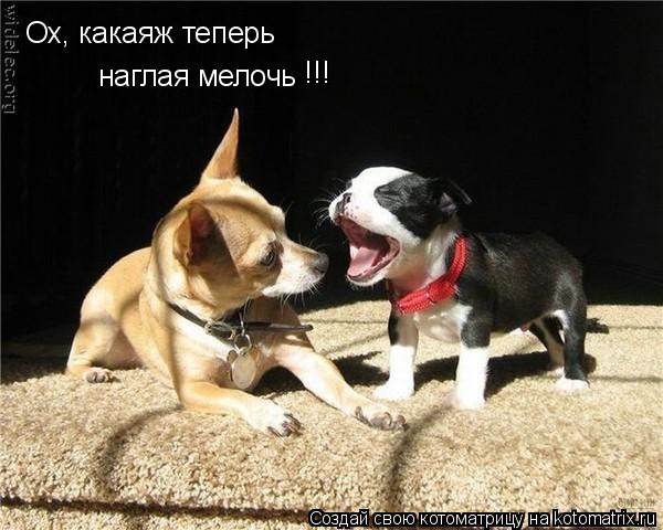 Котоматрица: Ох, какаяж теперь наглая мелочь !!!