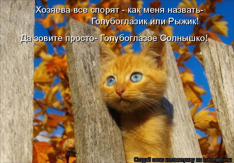 Котоматрица: Хозяева все спорят - как меня назвать- Голубоглазик или Рыжик! Да зовите просто- Голубоглазое Солнышко!