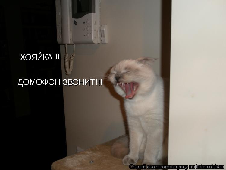 Котоматрица: ХОЯЙКА!!! ДОМОФОН ЗВОНИТ!!!