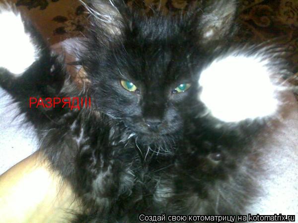 Котоматрица: РАЗРЯД!!!