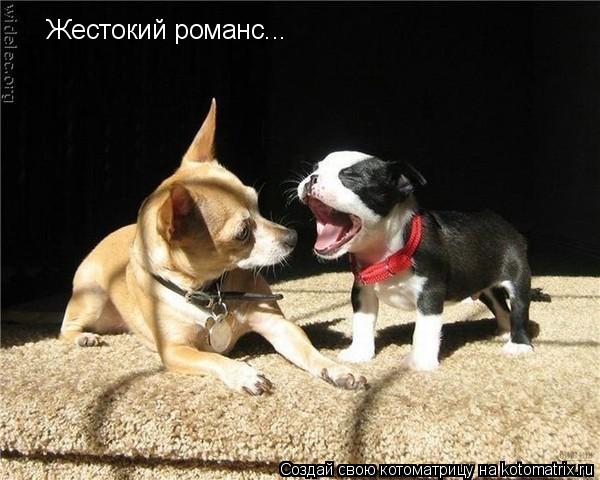 Котоматрица: Жестокий романс...