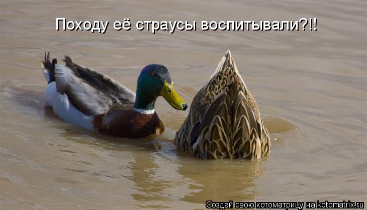 Котоматрица: Походу её страусы воспитывали?!!