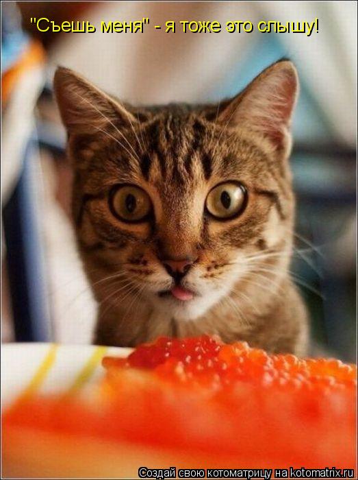 Котоматрица: "Съешь меня" - я тоже это слышу!