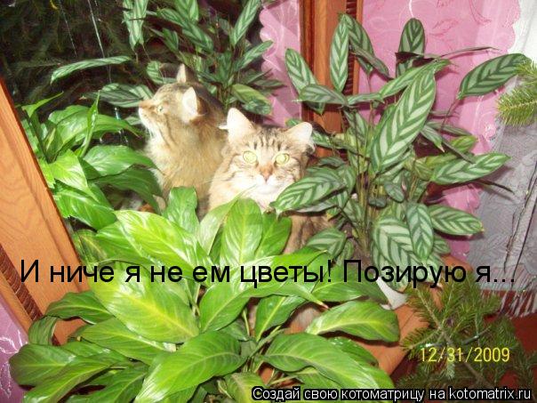 Котоматрица: И ниче я не ем цветы! Позирую я...