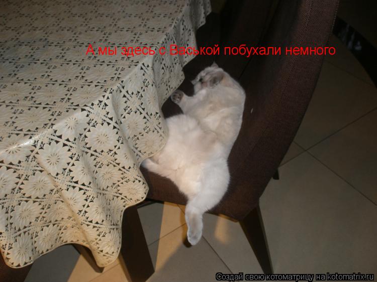 Котоматрица: А мы здесь с Васькой побухали немного