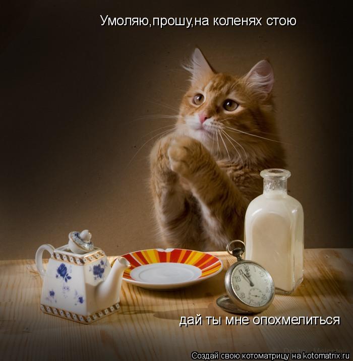 Котоматрица: Умоляю,прошу,на коленях стою Умоляю,прошу,на коленях стою дай ты мне опохмелиться