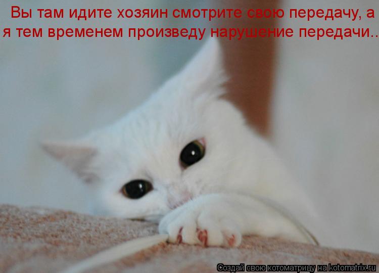 Котоматрица: Вы там идите хозяин смотрите свою передачу, а я тем временем произведу  я тем временем произведу нарушение передачи...