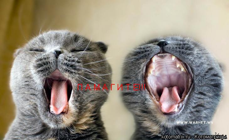 Котоматрица: П А М А Г И Т Е!!!