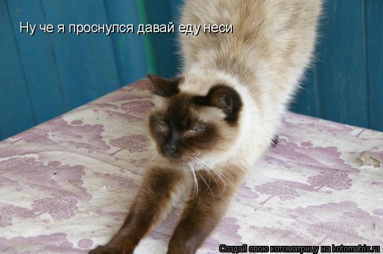 Котоматрица: Ну че я проснулся давай еду неси