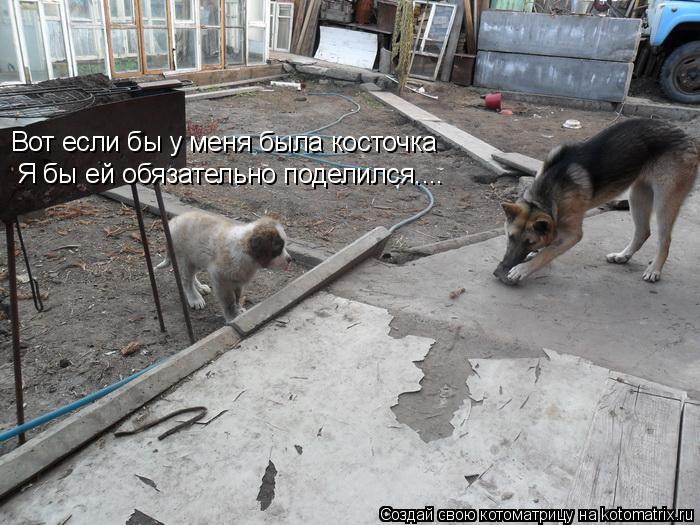 Котоматрица: Вот если бы у меня была косточка Я бы ей обязательно поделился....
