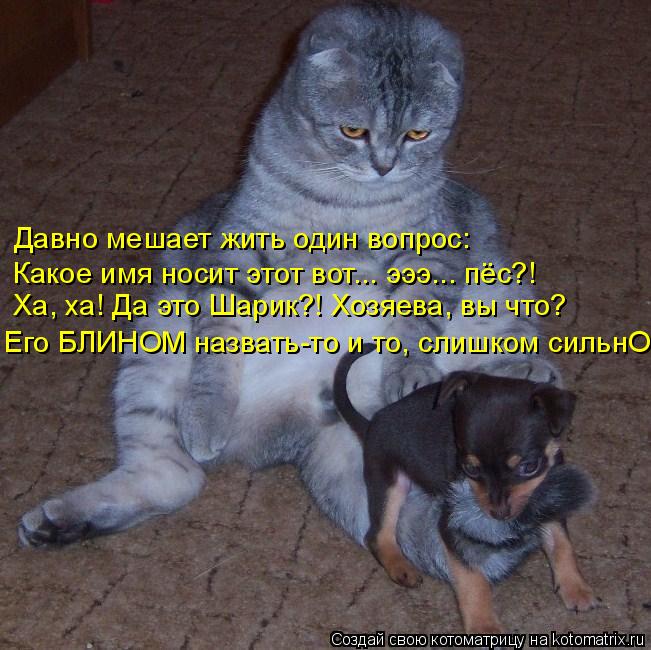 Котоматрица: Давно мешает жить один вопрос: Какое имя носит этот вот... эээ... пёс?! Ха, ха! Да это Шарик?! Хозяева, вы что? Его БЛИНОМ назвать-то и то, слишком с