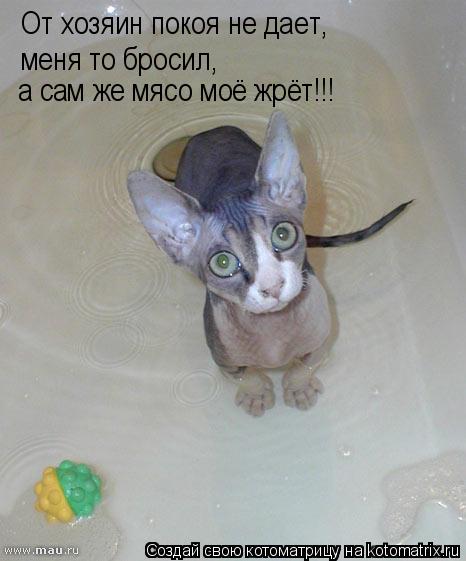 Котоматрица: От хозяин покоя не дает, меня то бросил, а сам же мясо моё жрёт!!!