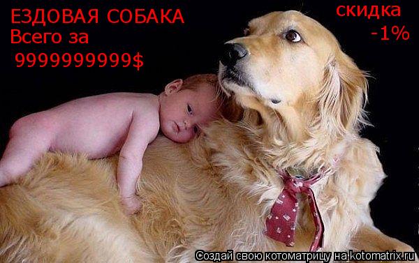 Котоматрица: ЕЗДОВАЯ СОБАКА  Всего за  9999999999$ cкидка -1%