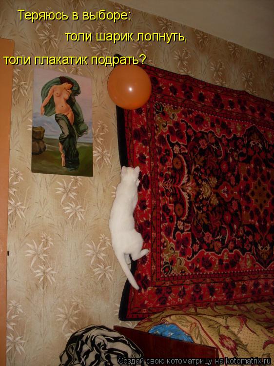 Котоматрица: Теряюсь в выборе: толи шарик лопнуть,  толи плакатик подрать?