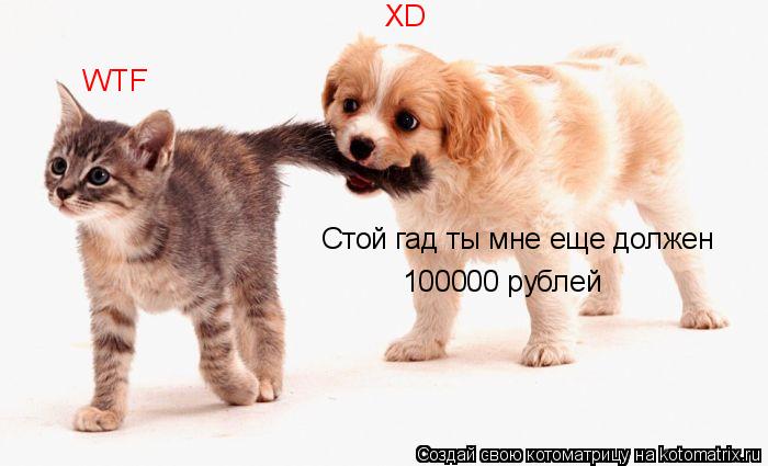 Котоматрица: Стой гад ты мне еще должен  100000 рублей WTF XD