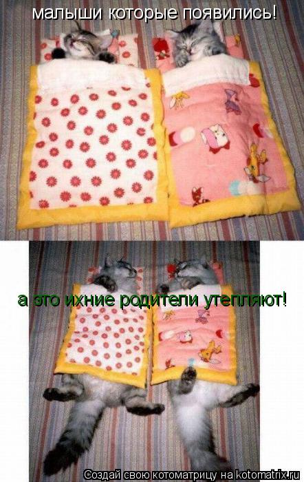 Котоматрица: малыши которые появились! а это ихние родители утепляют!