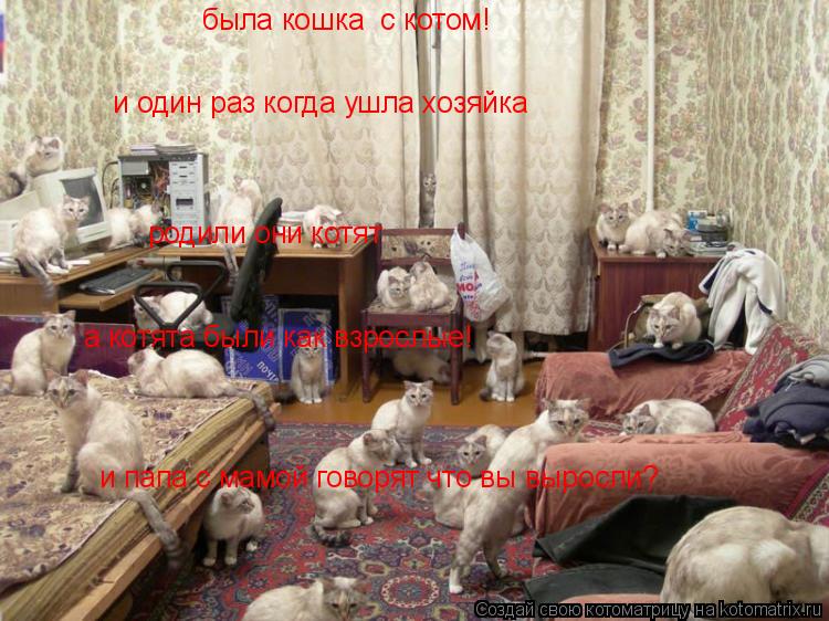 Котоматрица: была кошка  с котом! и один раз когда ушла хозяйка родили они котят  а котята были как взрослые! и папа с мамой говорят что вы выросли?