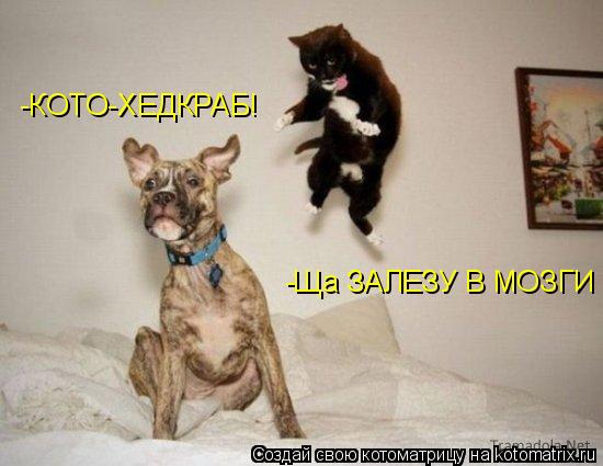 Котоматрица: -КОТО-ХЕДКРАБ! -Ща ЗАЛЕЗУ В МОЗГИ