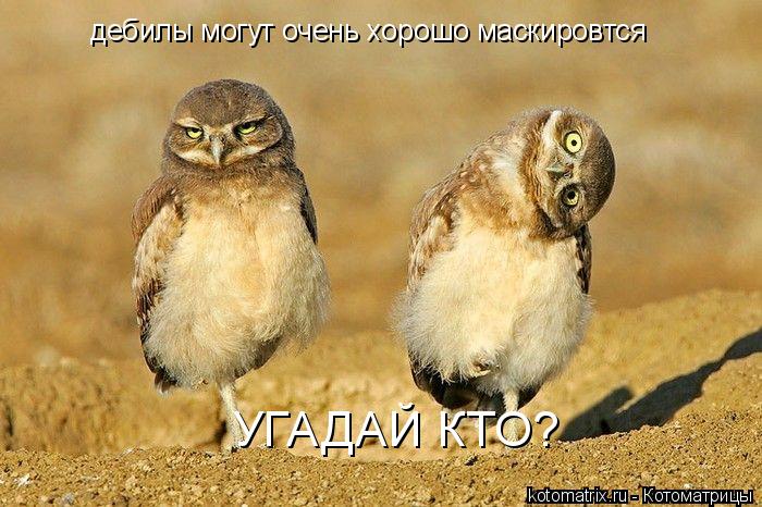 Котоматрица: дебилы могут очень хорошо маскировтся УГАДАЙ КТО?
