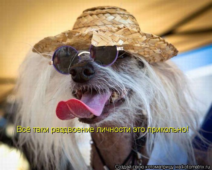 Котоматрица: Всё таки раздвоение личности это прикольно!