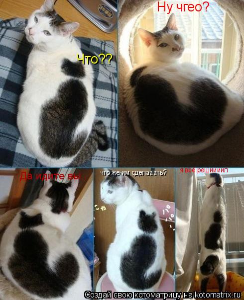 Котоматрица: Что?? Ну чгео? Да идите вы.. что же им сделааать? я всё решиииил