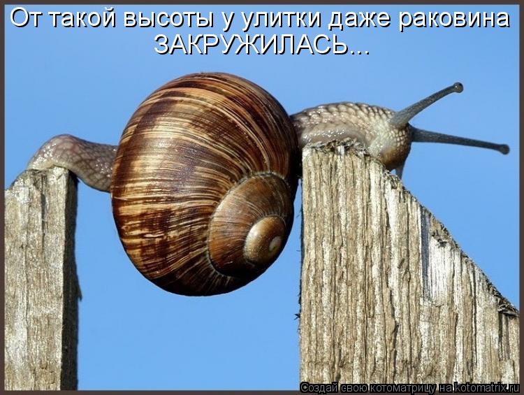 Котоматрица: От такой высоты у улитки даже раковина ЗАКРУЖИЛАСЬ...