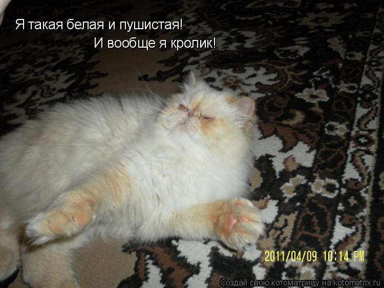 Котоматрица: Я такая белая и пушистая! И вообще я кролик!
