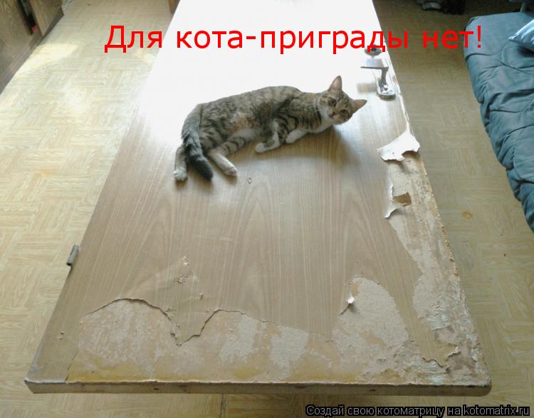 Котоматрица: Для кота-приграды нет!