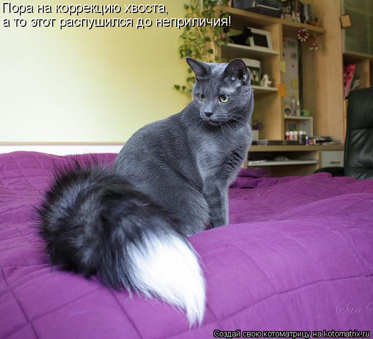 Котоматрица: Пора на коррекцию хвоста, а то этот распушился до неприличия!