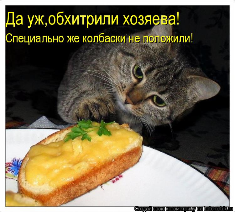Котоматрица: Да уж,обхитрили хозяева! Специально же колбаски не положили!