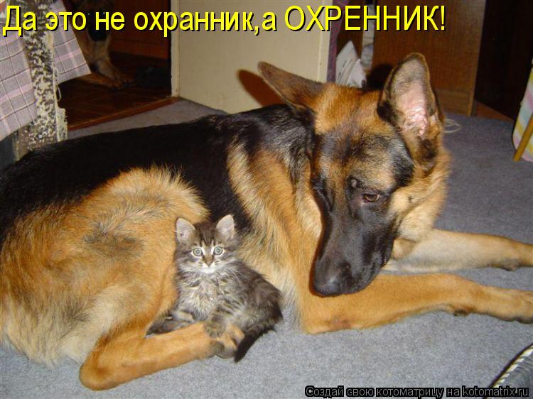 Котоматрица: Да это не охранник,а ОХРЕННИК!