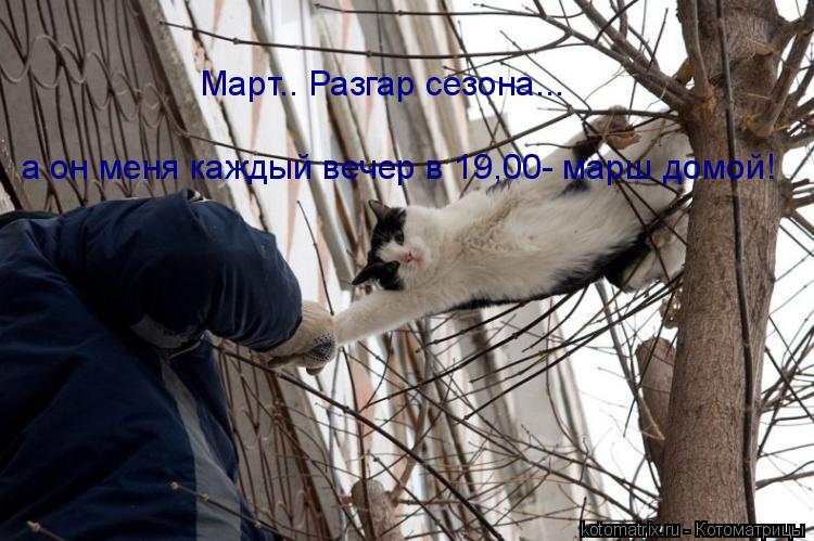 Котоматрица: Март.. Разгар сезона... а он меня каждый вечер в 19,00- марш домой!