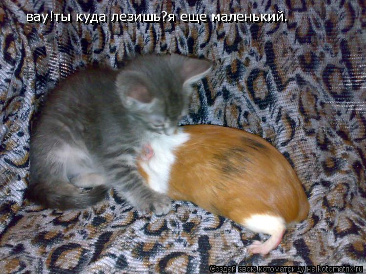 Котоматрица: вау!ты куда лезишь?я еще маленький. вау!ты куда лезишь?я еще маленький.